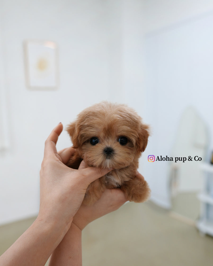 Bijou [TEACUP MALTIPOO]