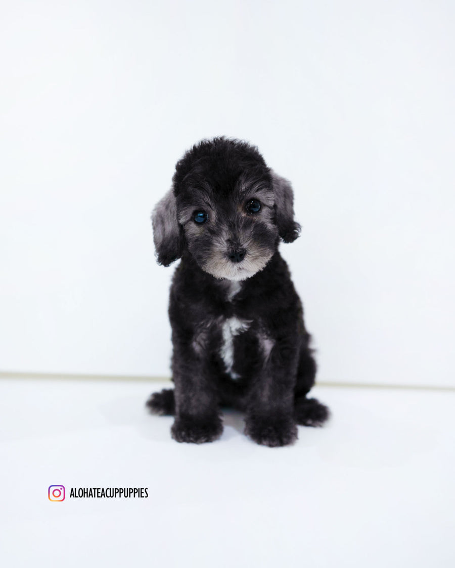 Ring [Mini Bedlington Terrier]