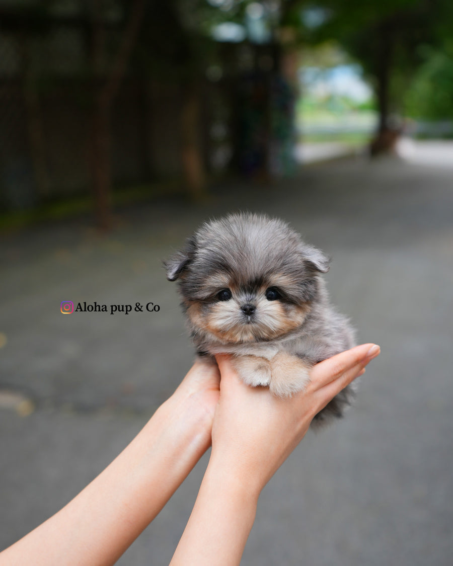 Hugo [TEACUP Maltipom]
