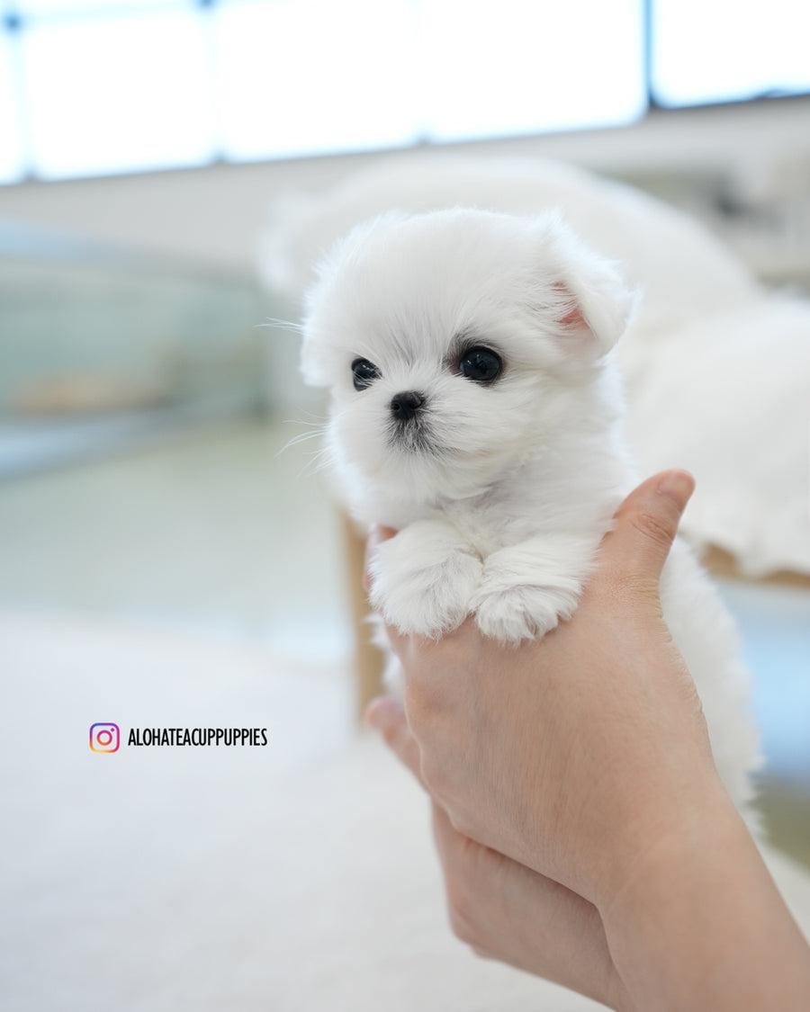 Buzz [TEACUP MALTESE]