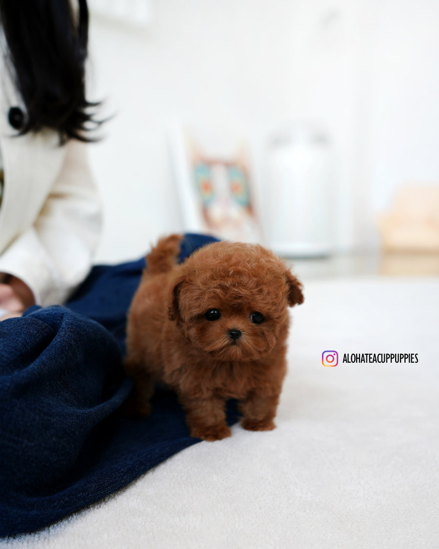Finn [TEACUP MALTIPOO]