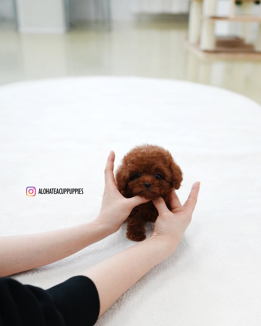 Mandy [TEACUP POODLE]