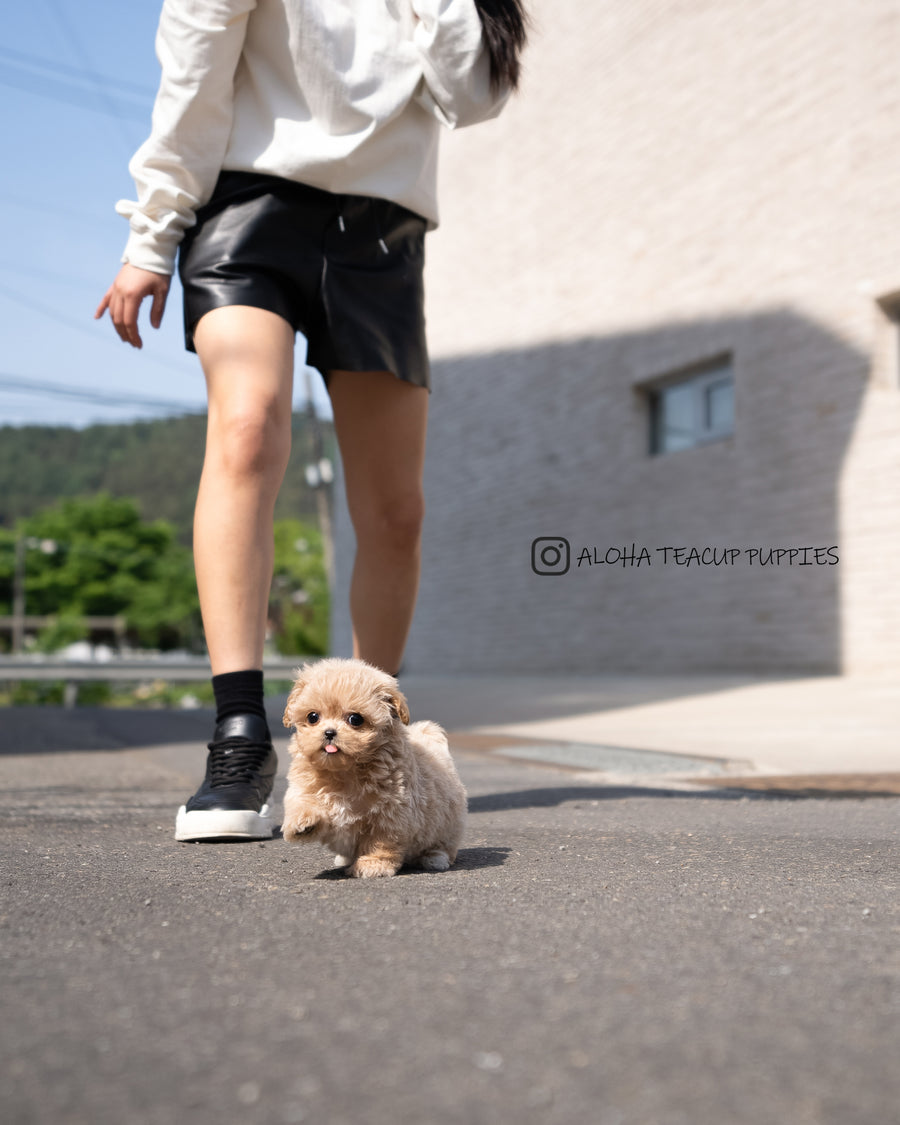 Mabel [TEACUP MALTIPOO]