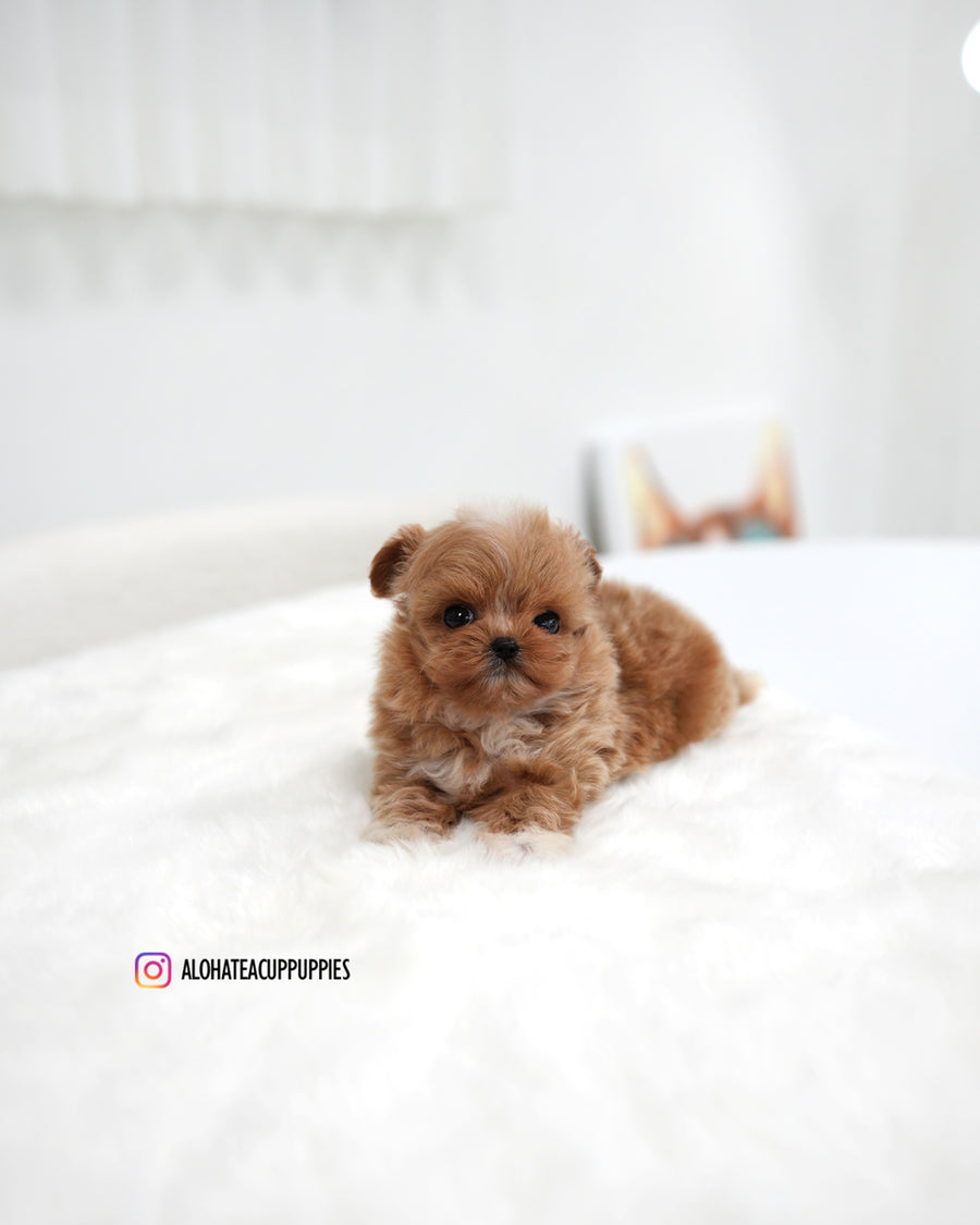 Stacy [TEACUP MALTIPOO]