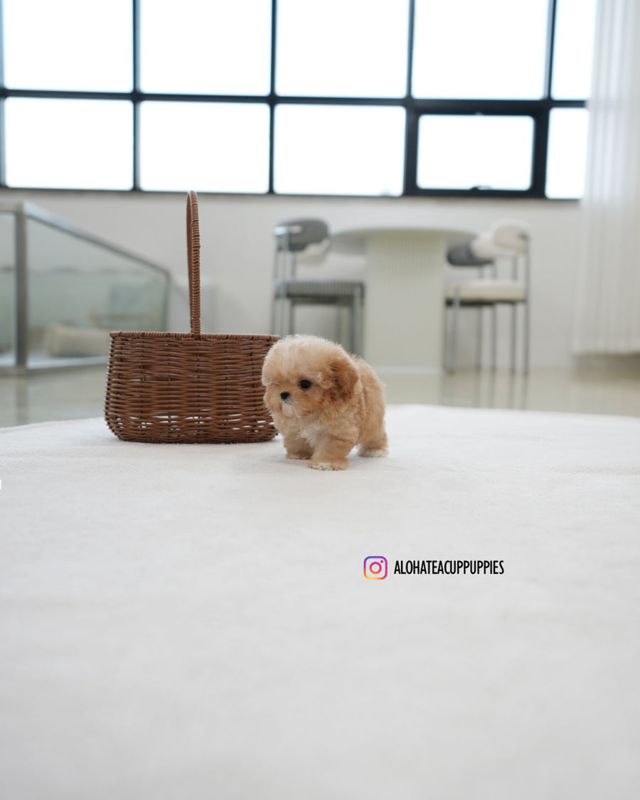 Reve [TEACUP POODLE]