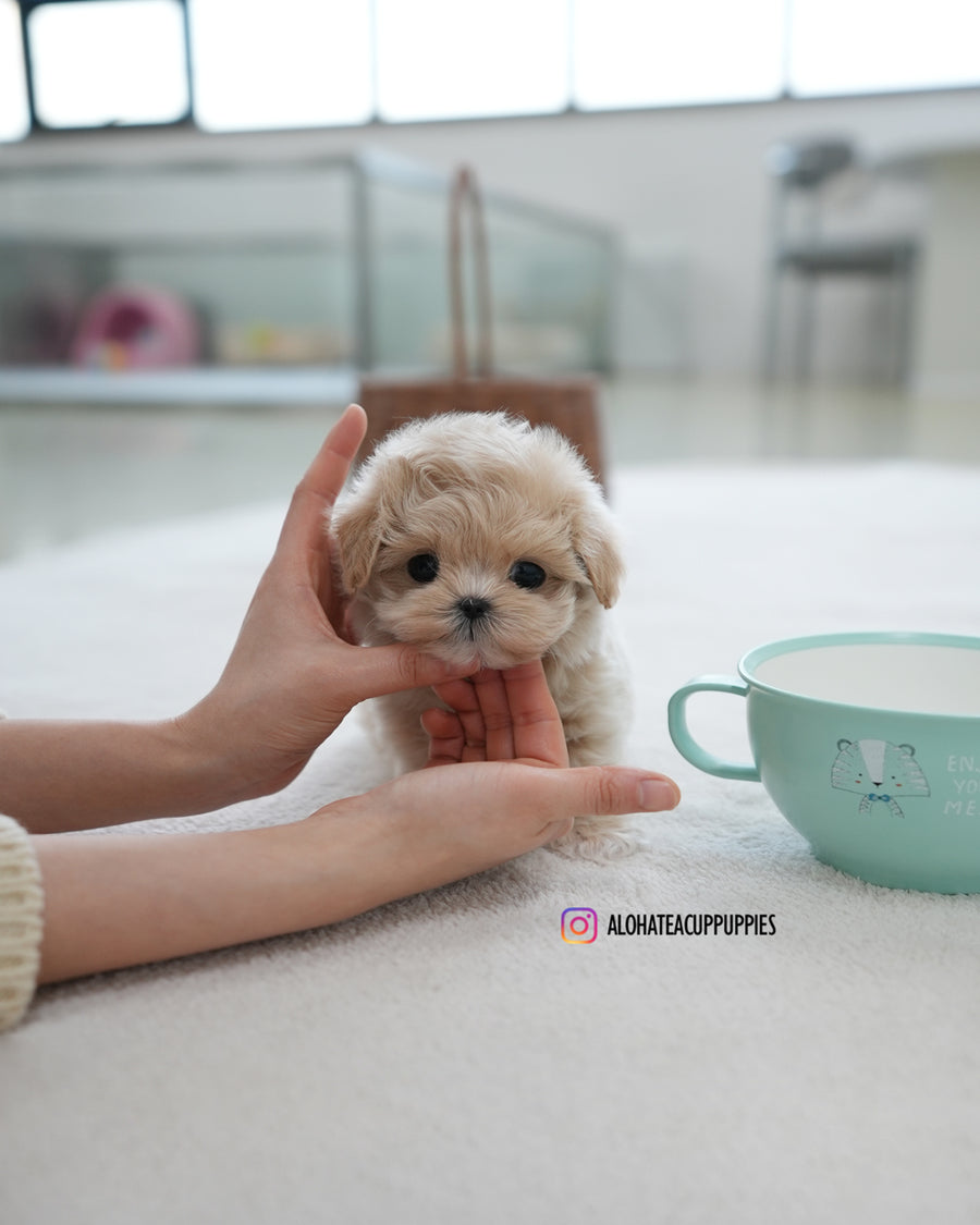 Oscar [TEACUP MALTIPOO]