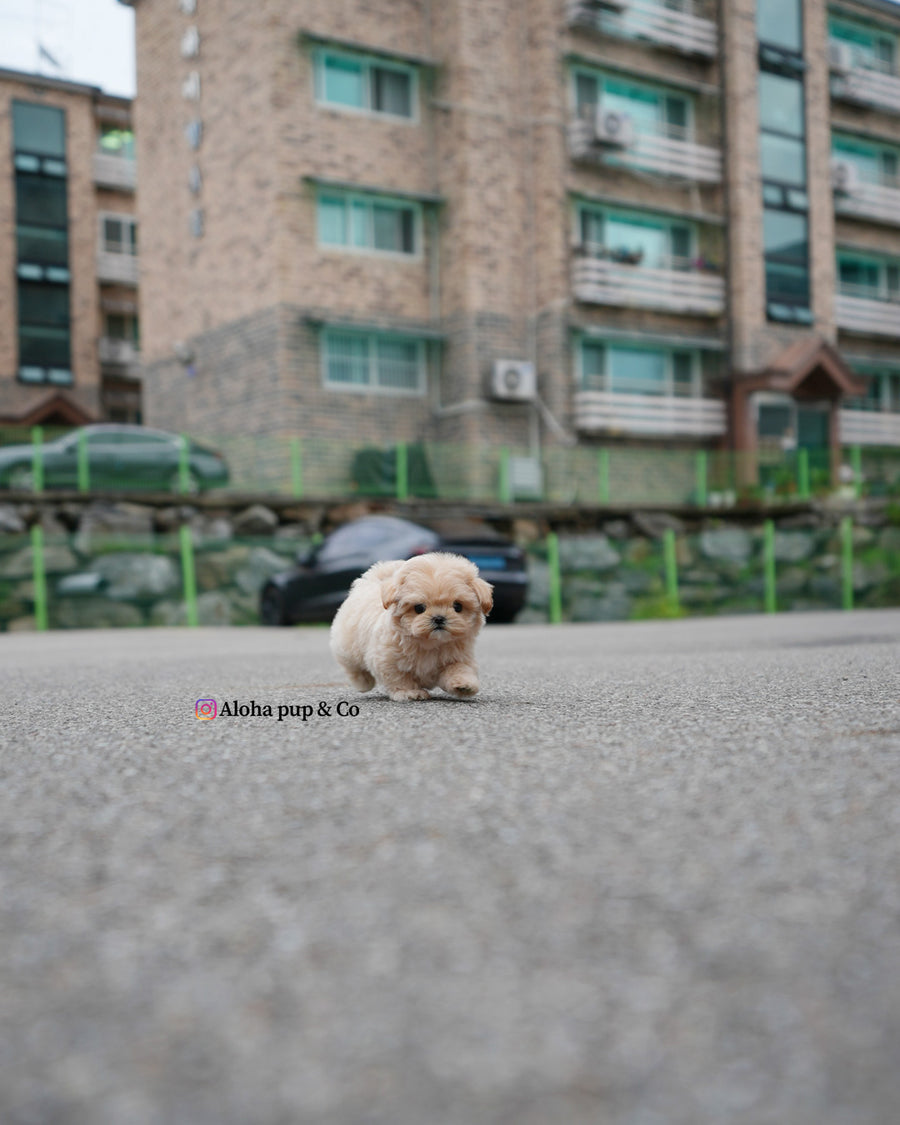 Roro [TEACUP MALTIPOO]