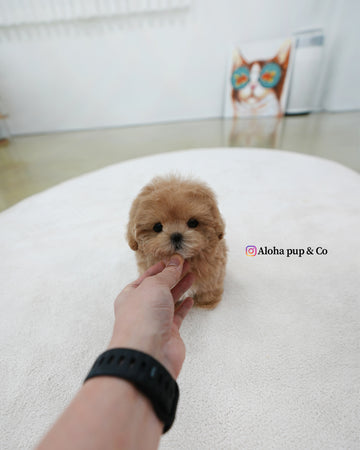 Lexi [TEACUP MALTIPOO]