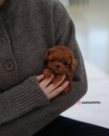 Cookie [TEACUP POODLE]