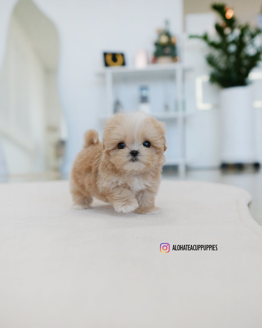 Latte [TEACUP MALTIPOO]