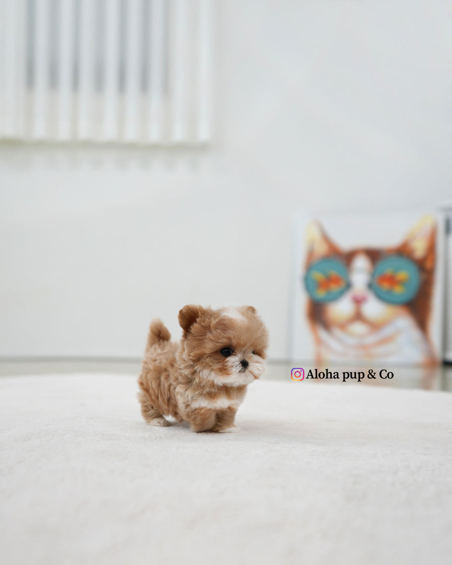 Mickey [TEACUP MALTIPOO]