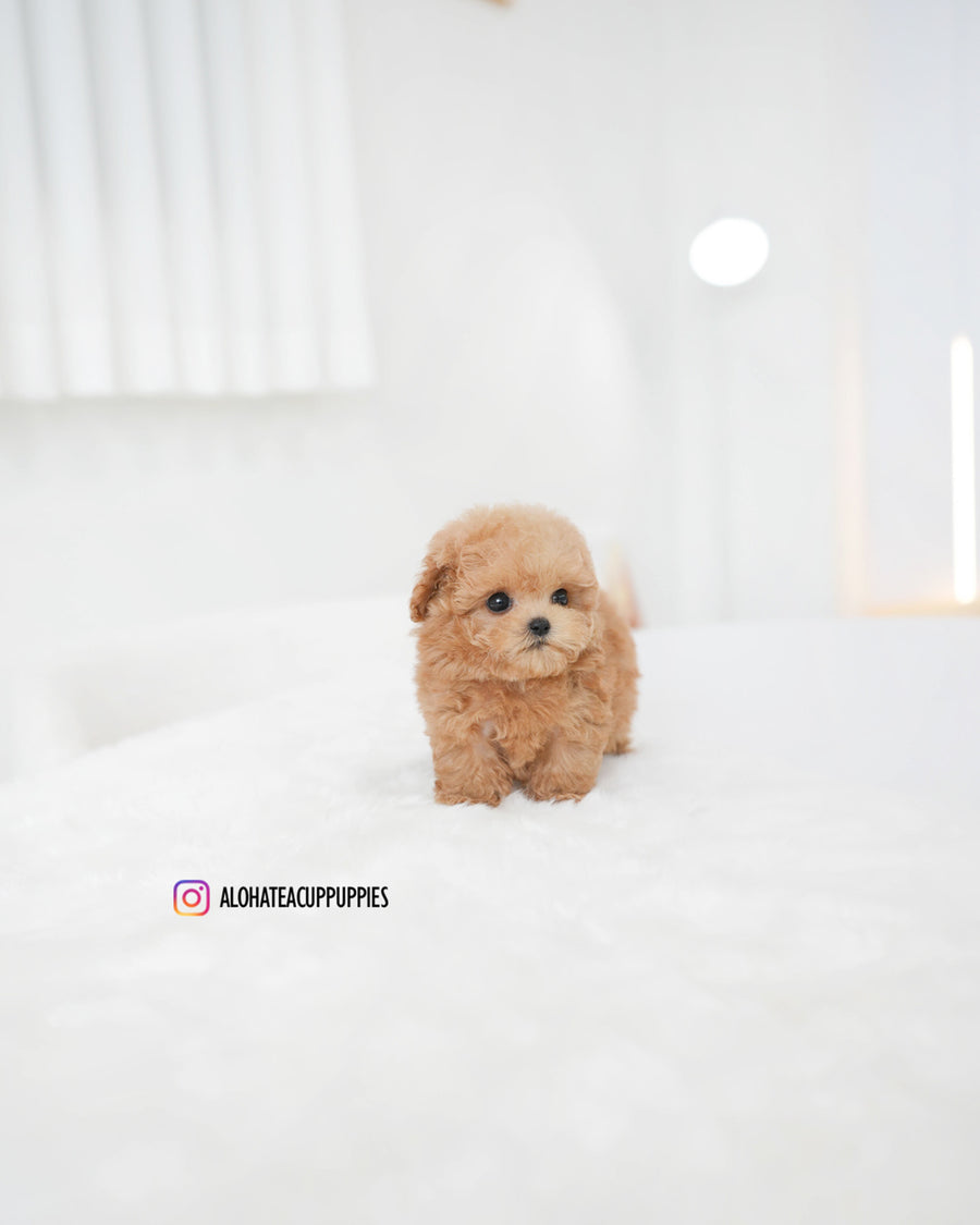 Evelyn [TEACUP POODLE]