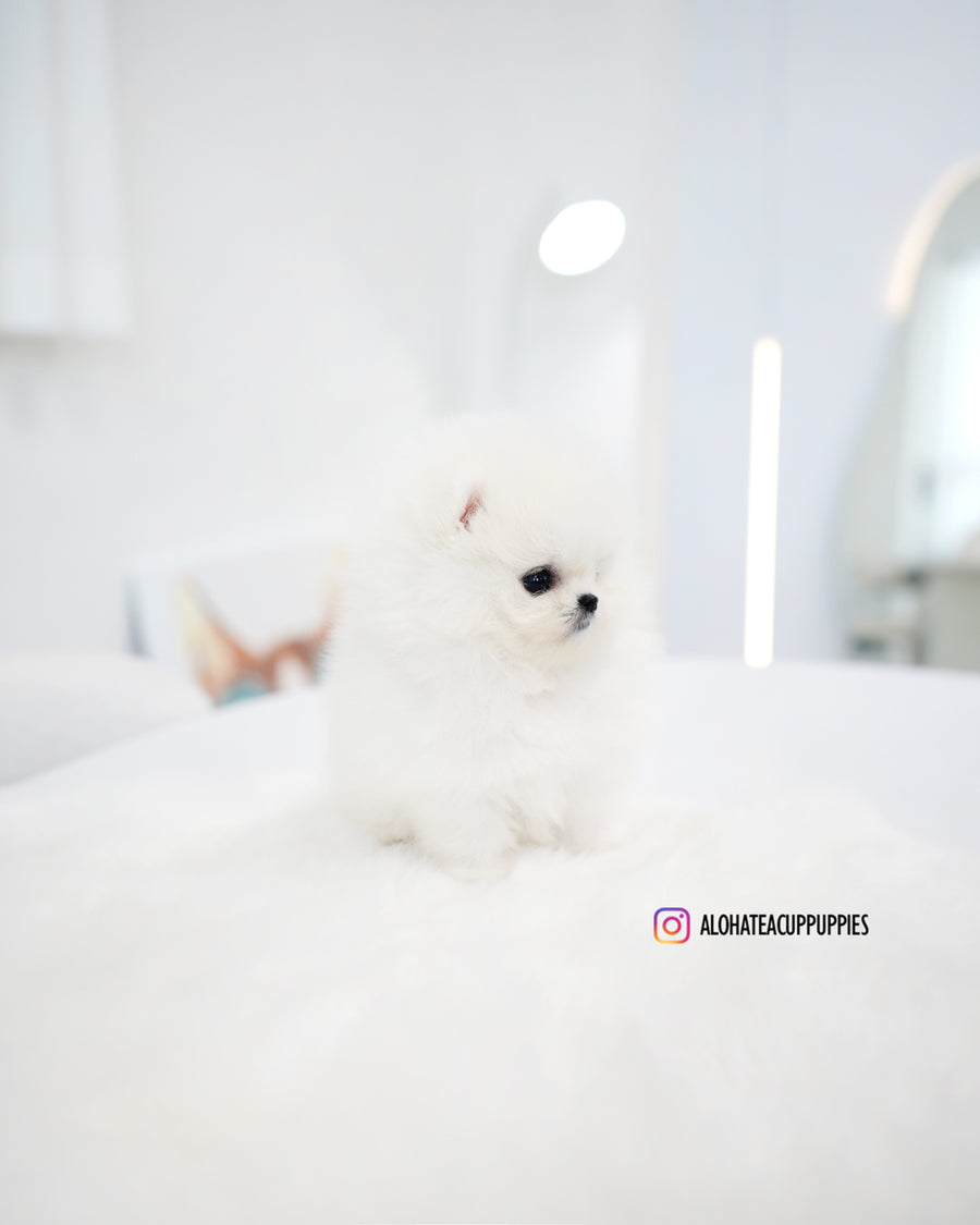 Kitty [TEACUP POMERANIAN]