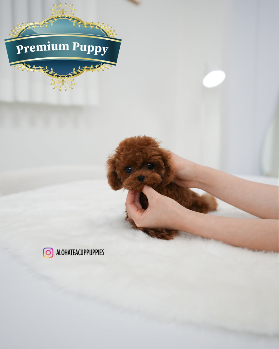 Koen [TEACUP POODLE]