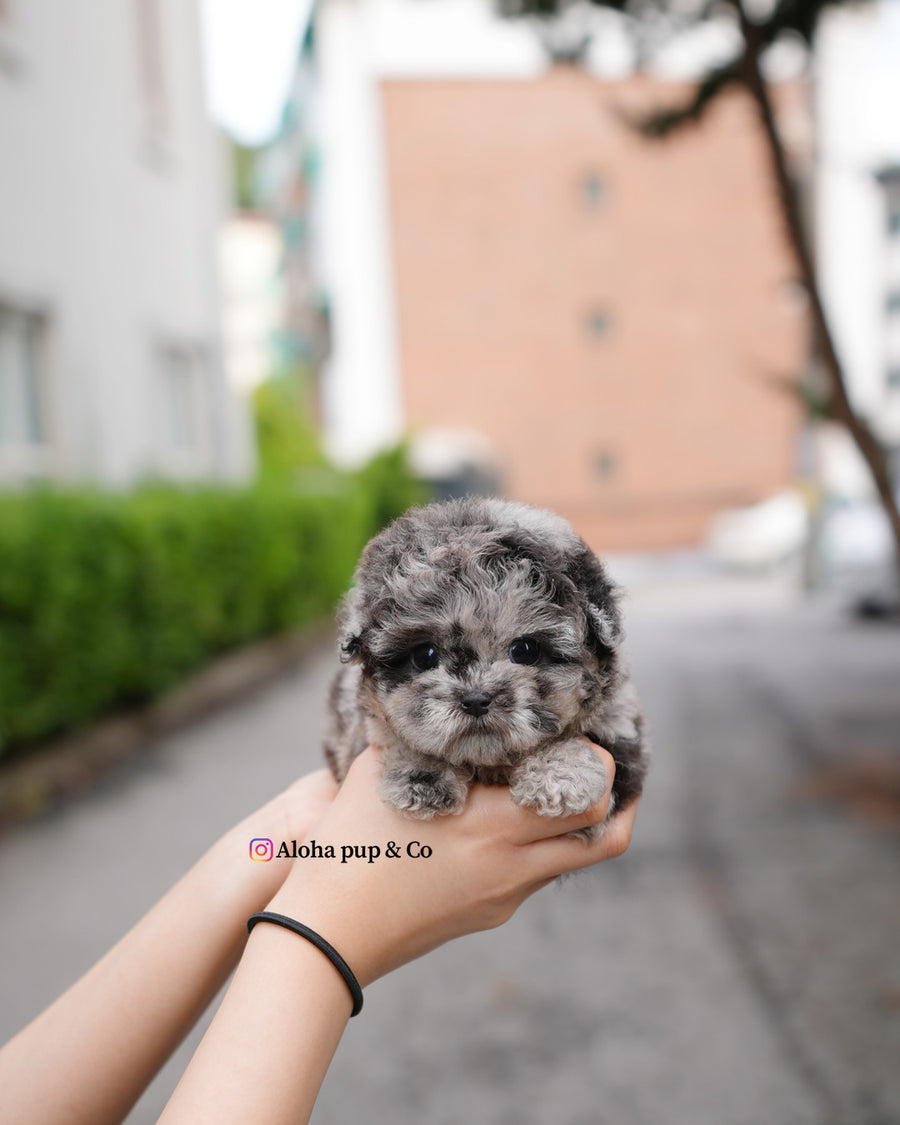 Elle [TEACUP POODLE]