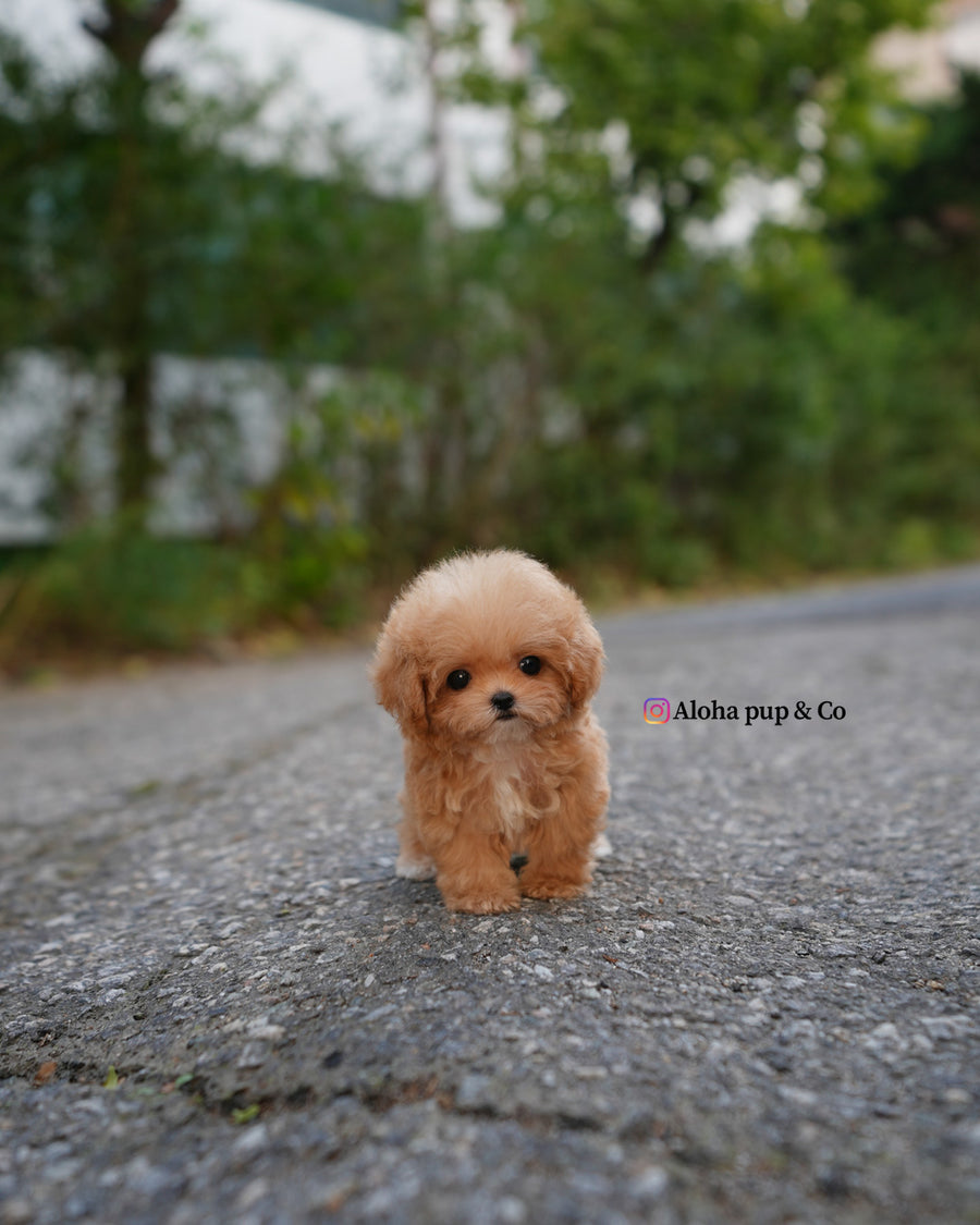 Bobo [TEACUP POODLE]