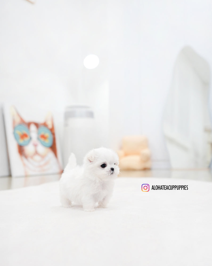 Eli [TEACUP MALTESE]