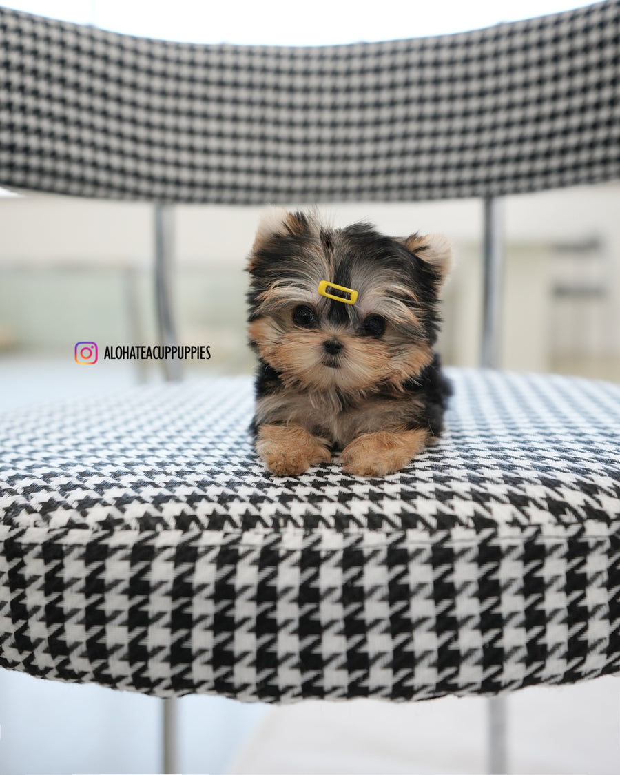 Cherry [Teacup YORKIE]