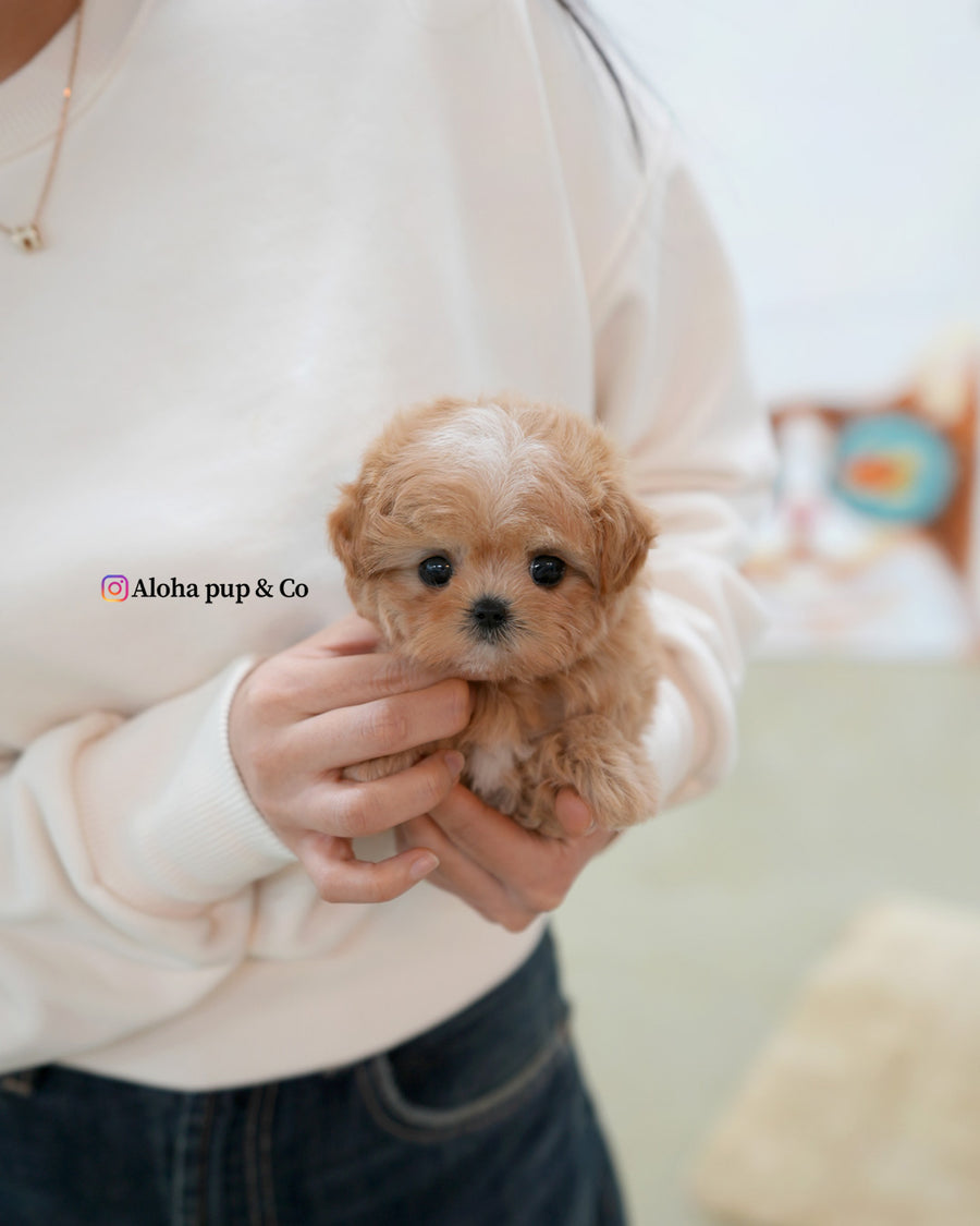 Nori [TEACUP MALTIPOO]