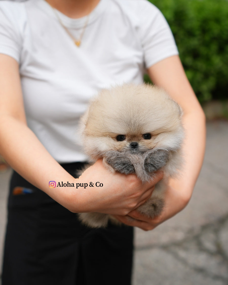 Eto [TEACUP POMERANIAN]