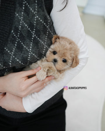 Rose [TEACUP MALTIPOO]