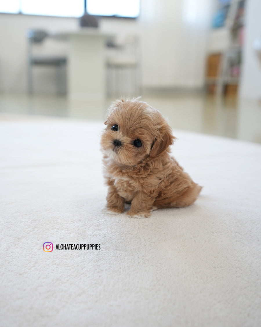 Baguette [TEACUP MALTIPOO]