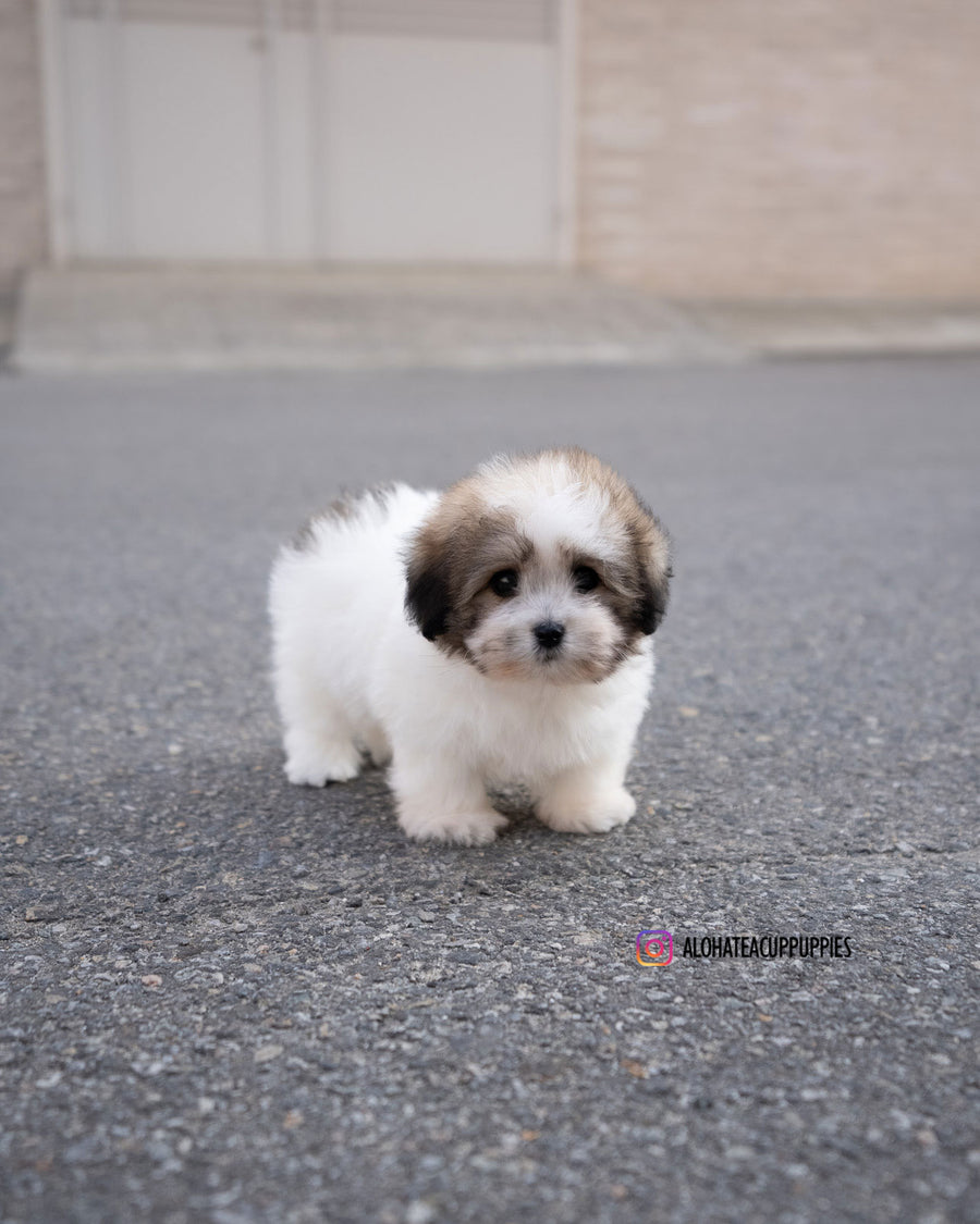 London [Coton de Tulear]