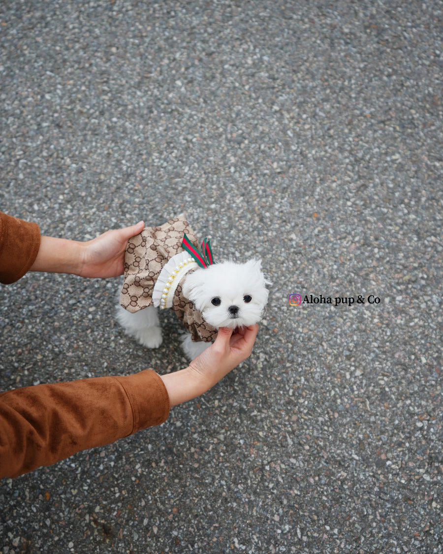 Hana [TEACUP MALTESE]