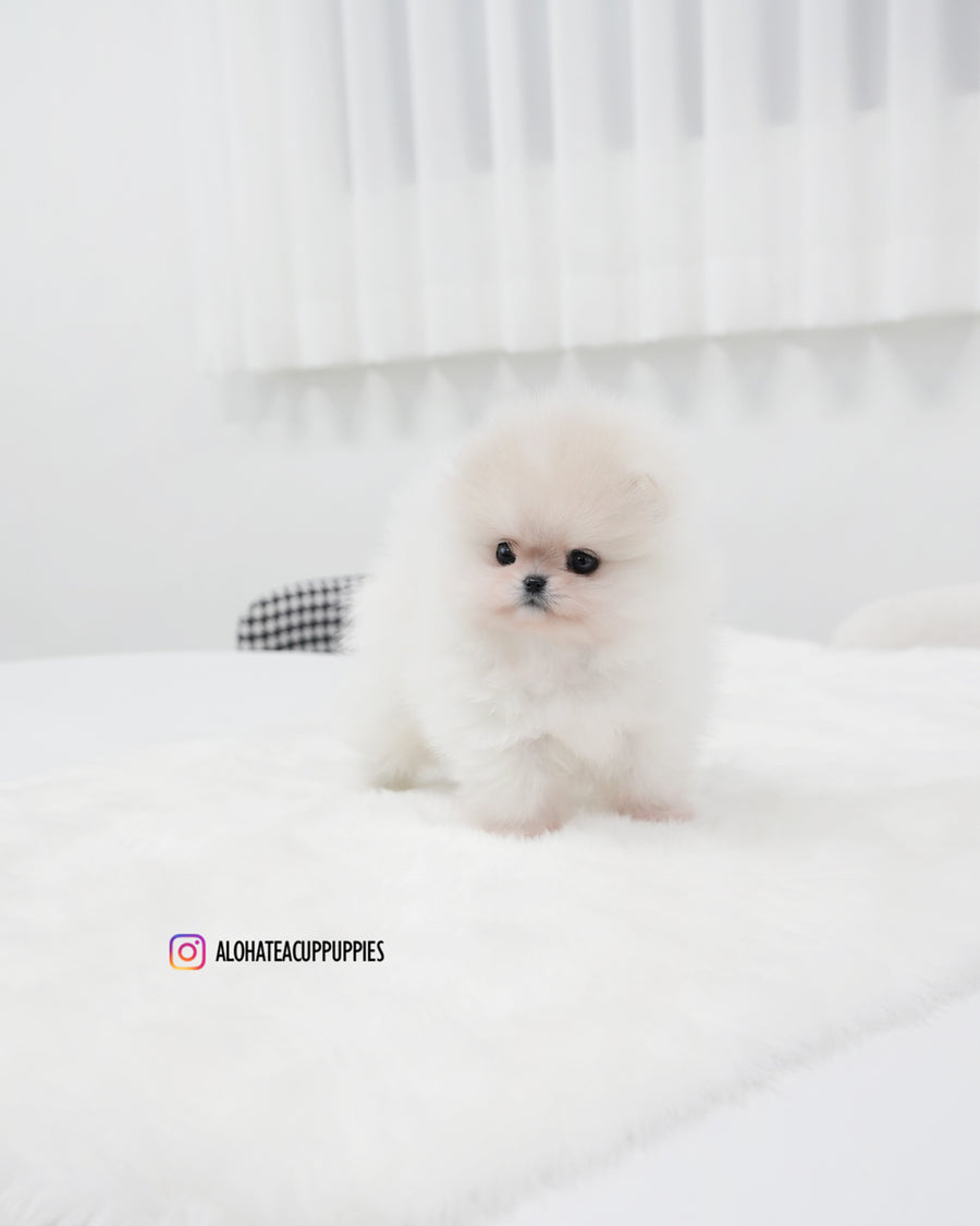 Sam [TEACUP POMERANIAN]