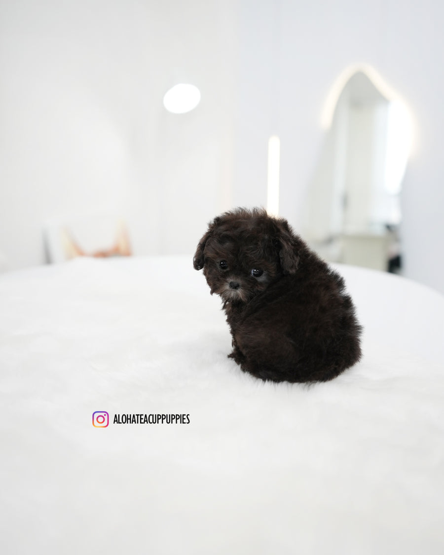 Melody [TEACUP POODLE]