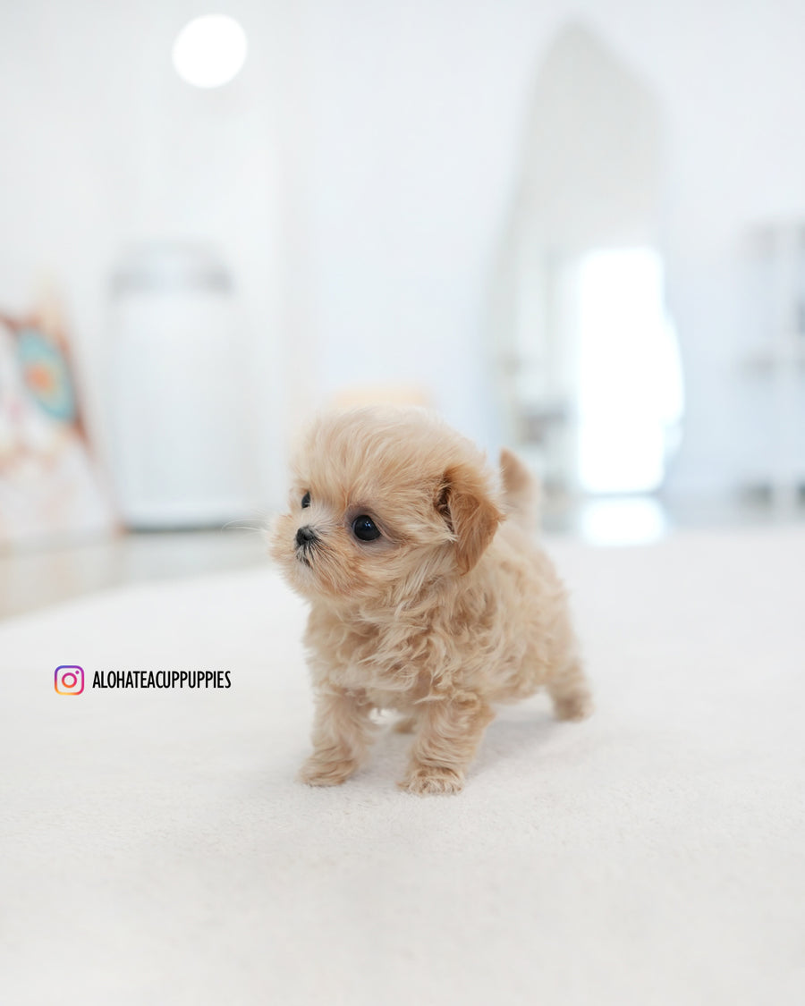 Dolly [TEACUP MALTIPOO]