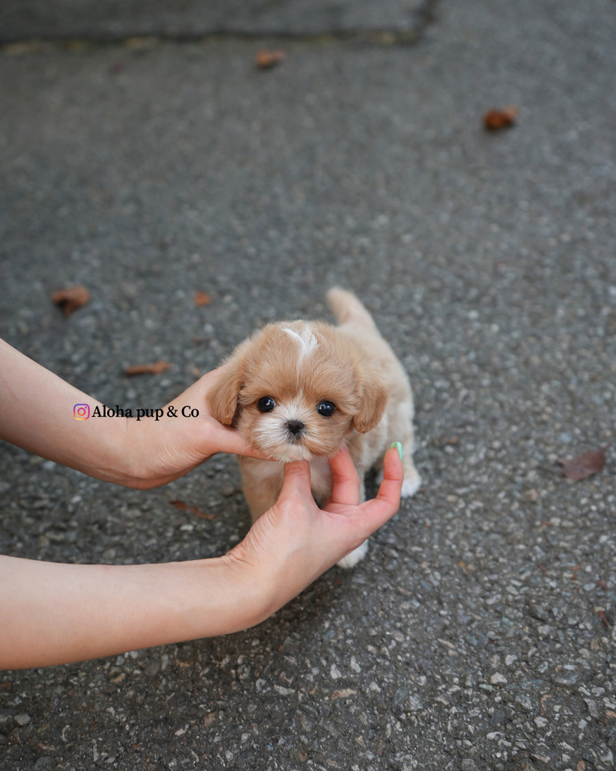 Zeke [TEACUP MALTIPOO]