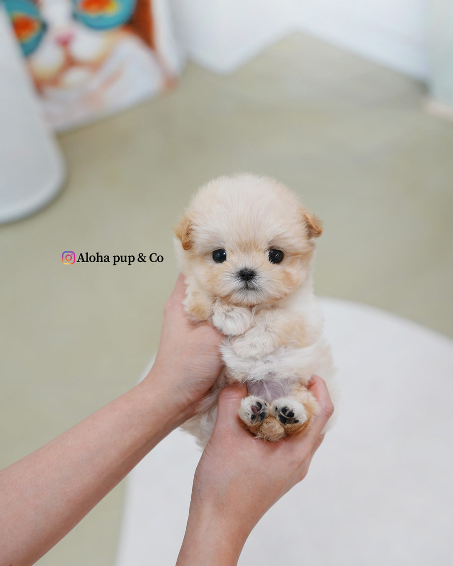 Bunny [TEACUP MALTIPOO]