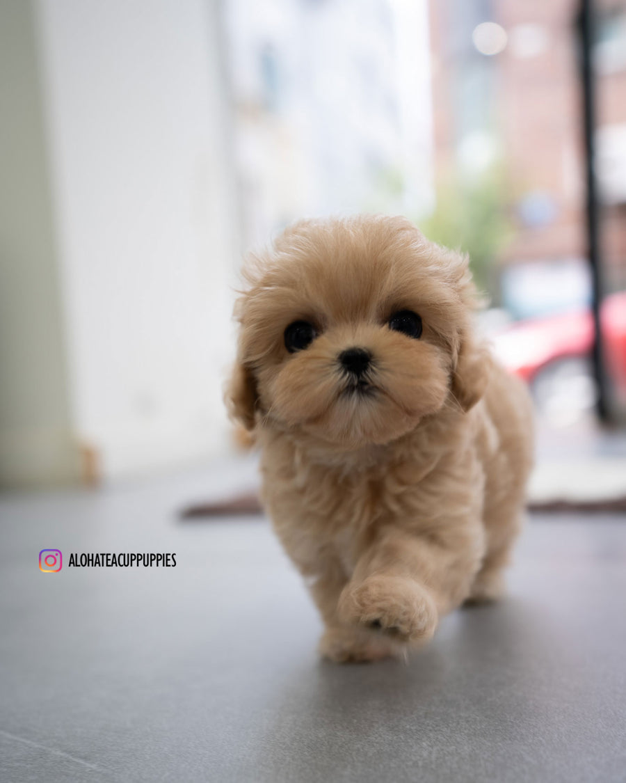 Apple [TEACUP MALTIPOO]