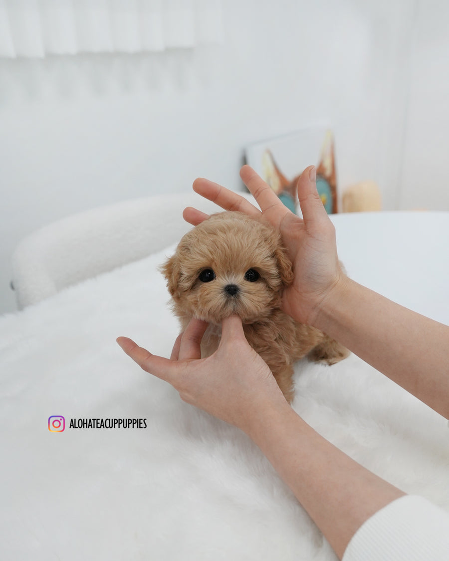 Mia [TEACUP MALTIPOO]