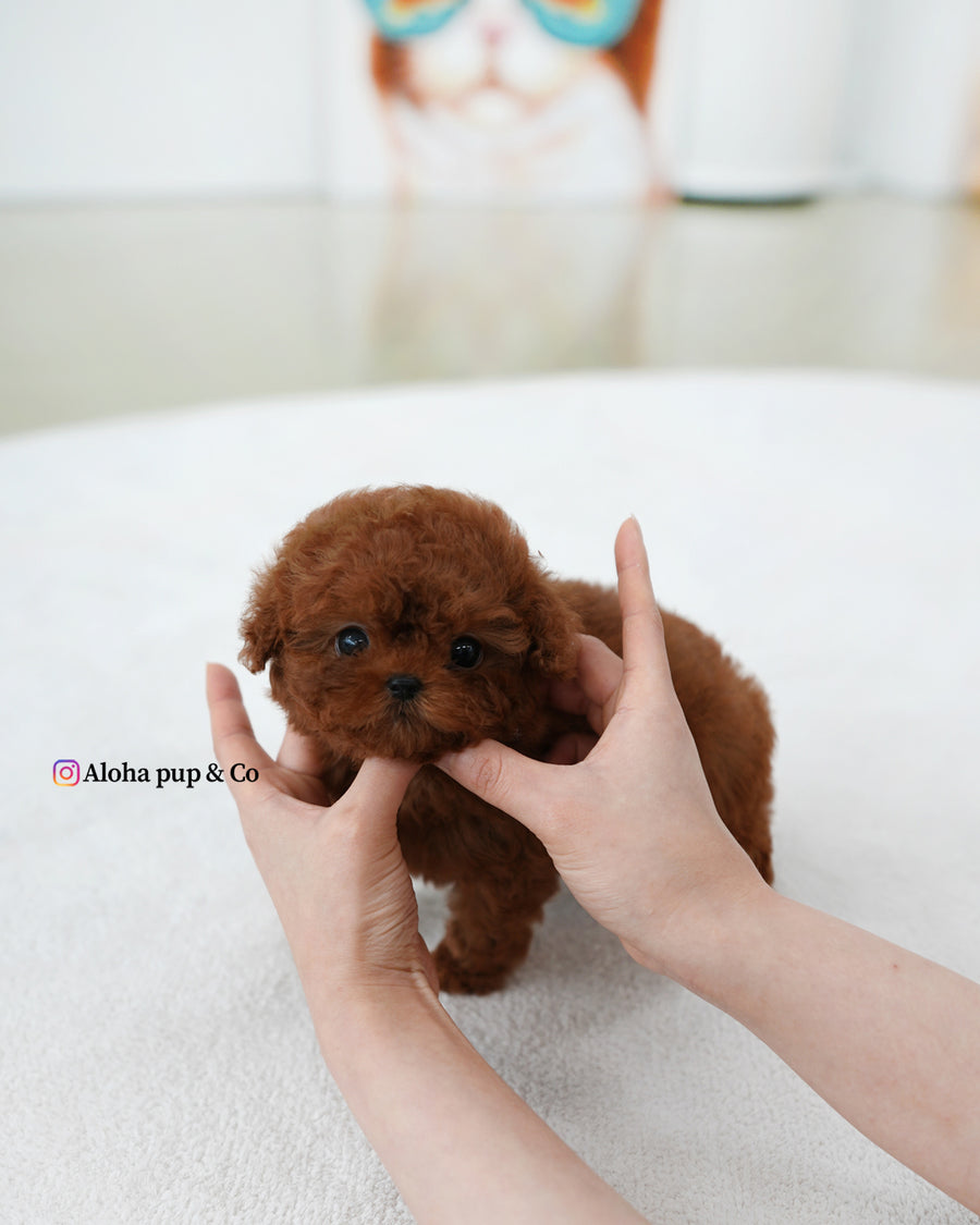 Bobby [TEACUP POODLE]