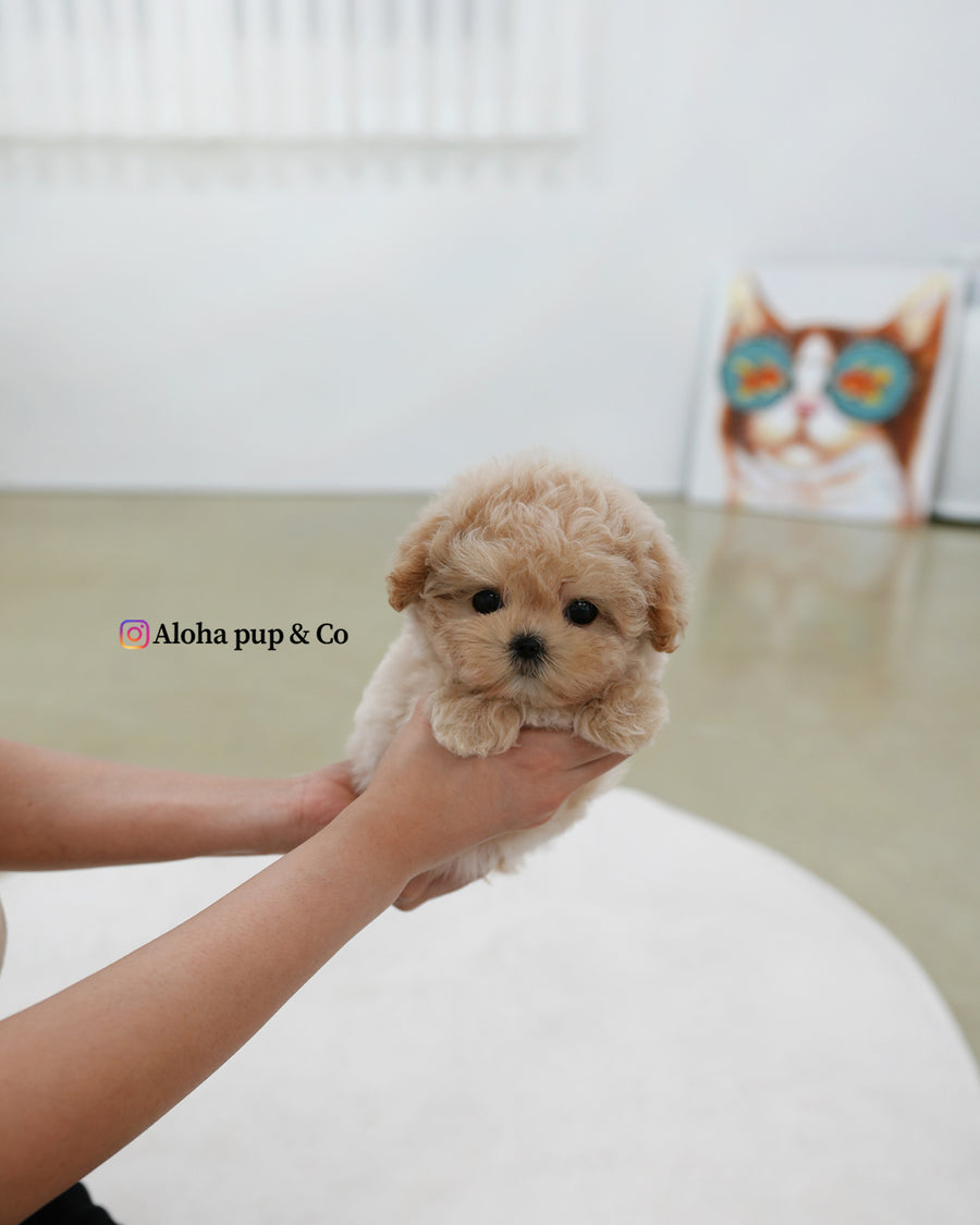 Nina [TEACUP MALTIPOO]
