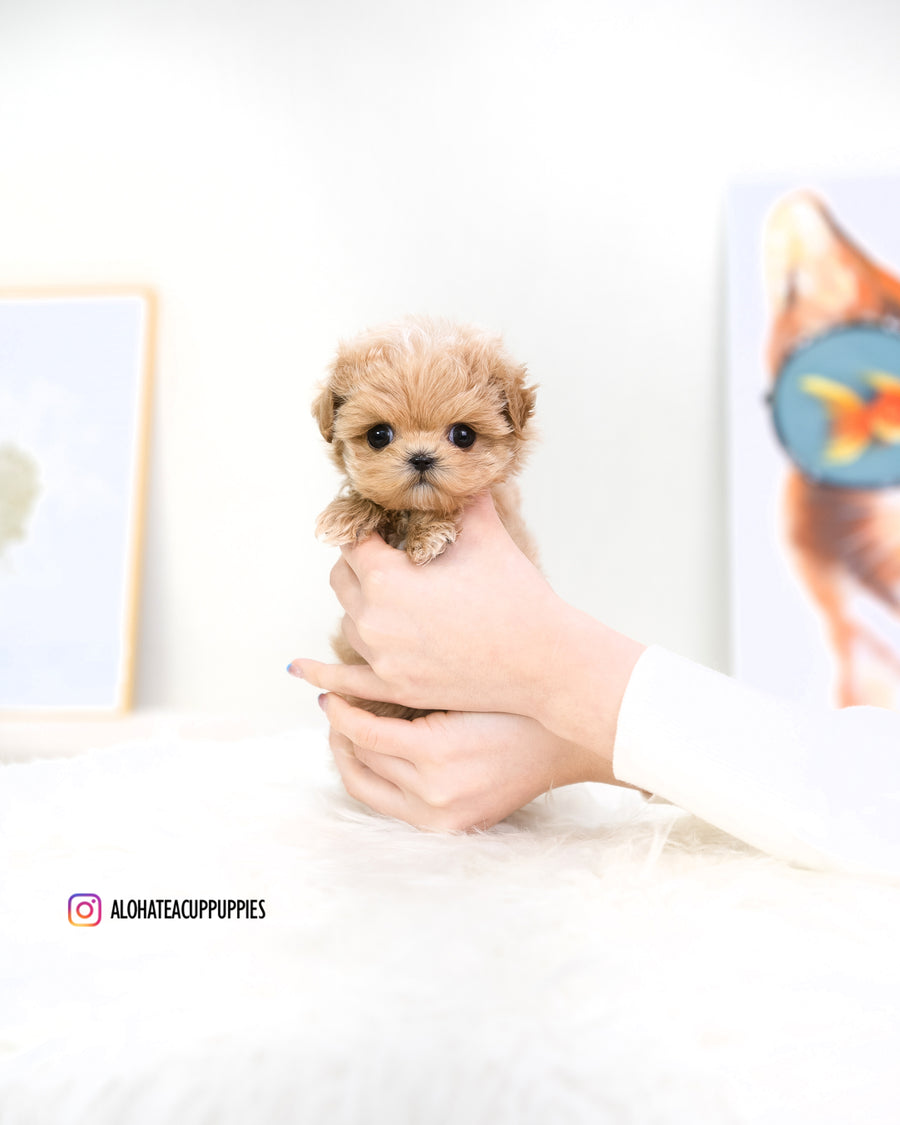 Macaron [TEACUP MALTIPOO]