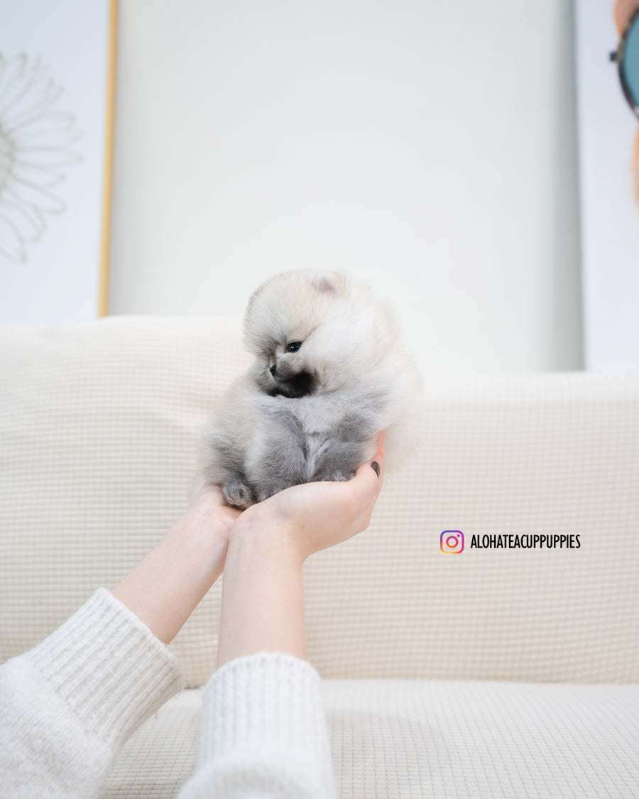 Tommy [TEACUP POMERANIAN]