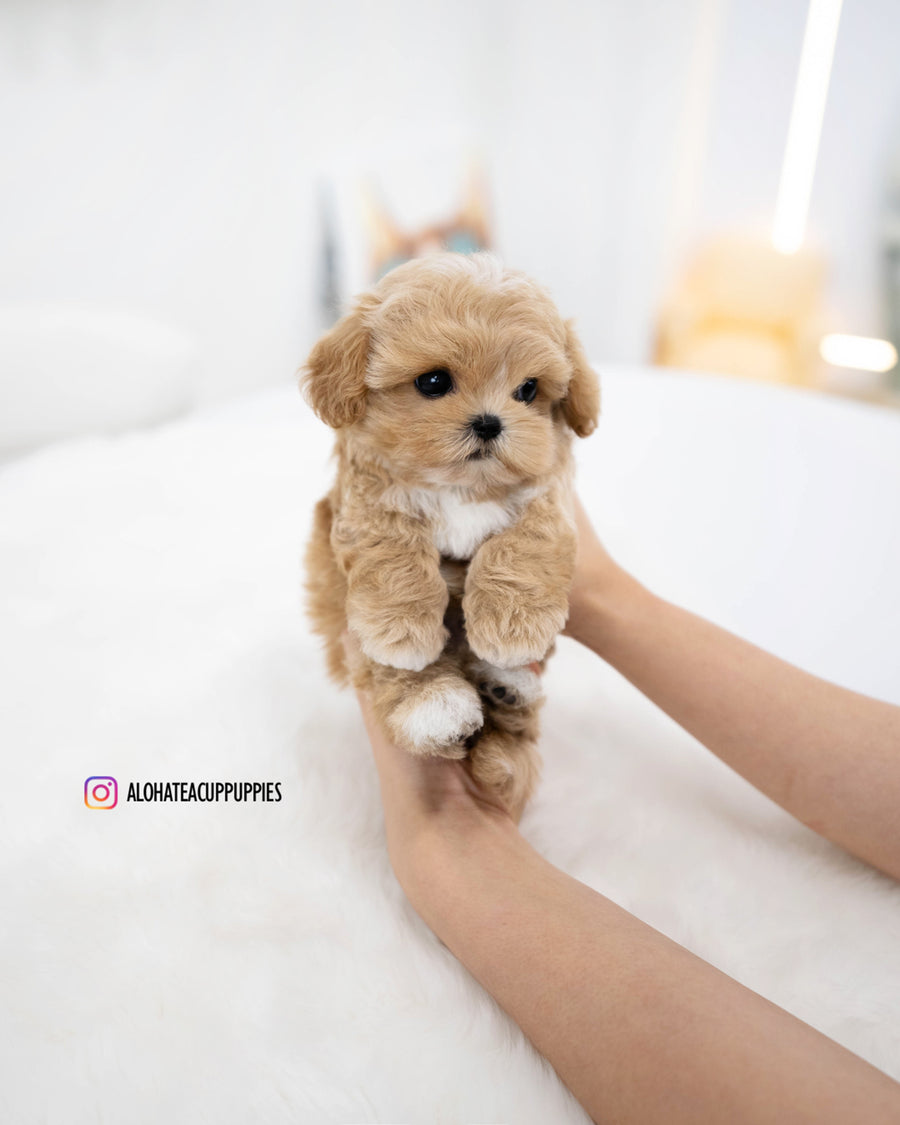 Rory [TEACUP MALTIPOO]