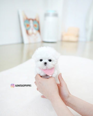 Moco [TEACUP MALTESE]