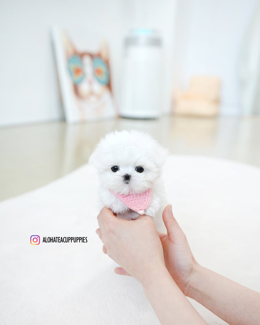 Moco [TEACUP MALTESE]