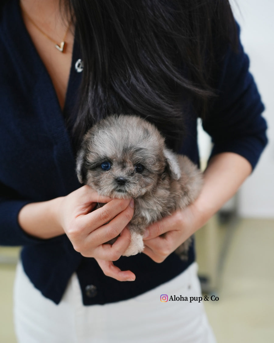 Marine [TEACUP MALTIPOO]