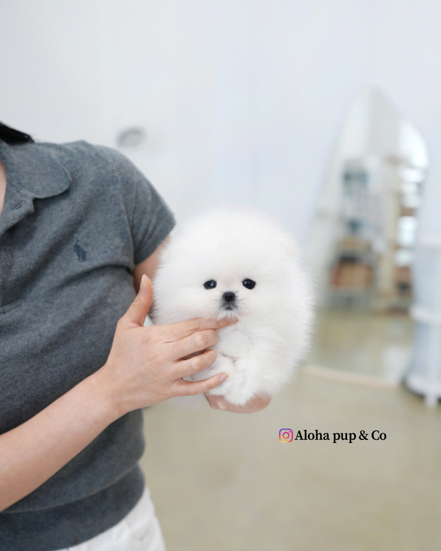 Buster [TEACUP POMERANIAN]