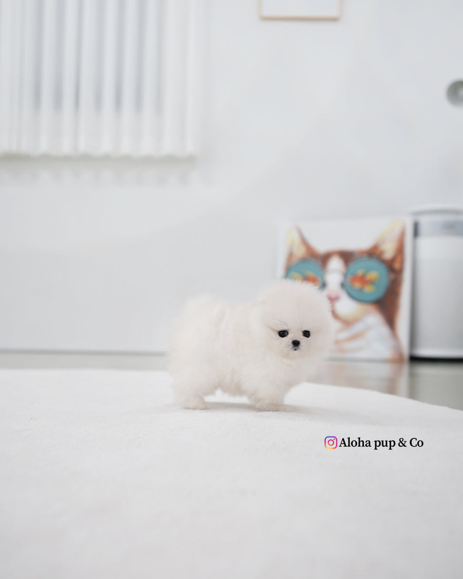 Kiara [TEACUP POMERANIAN]