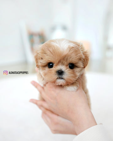 Tia [TEACUP MALTIPOO]
