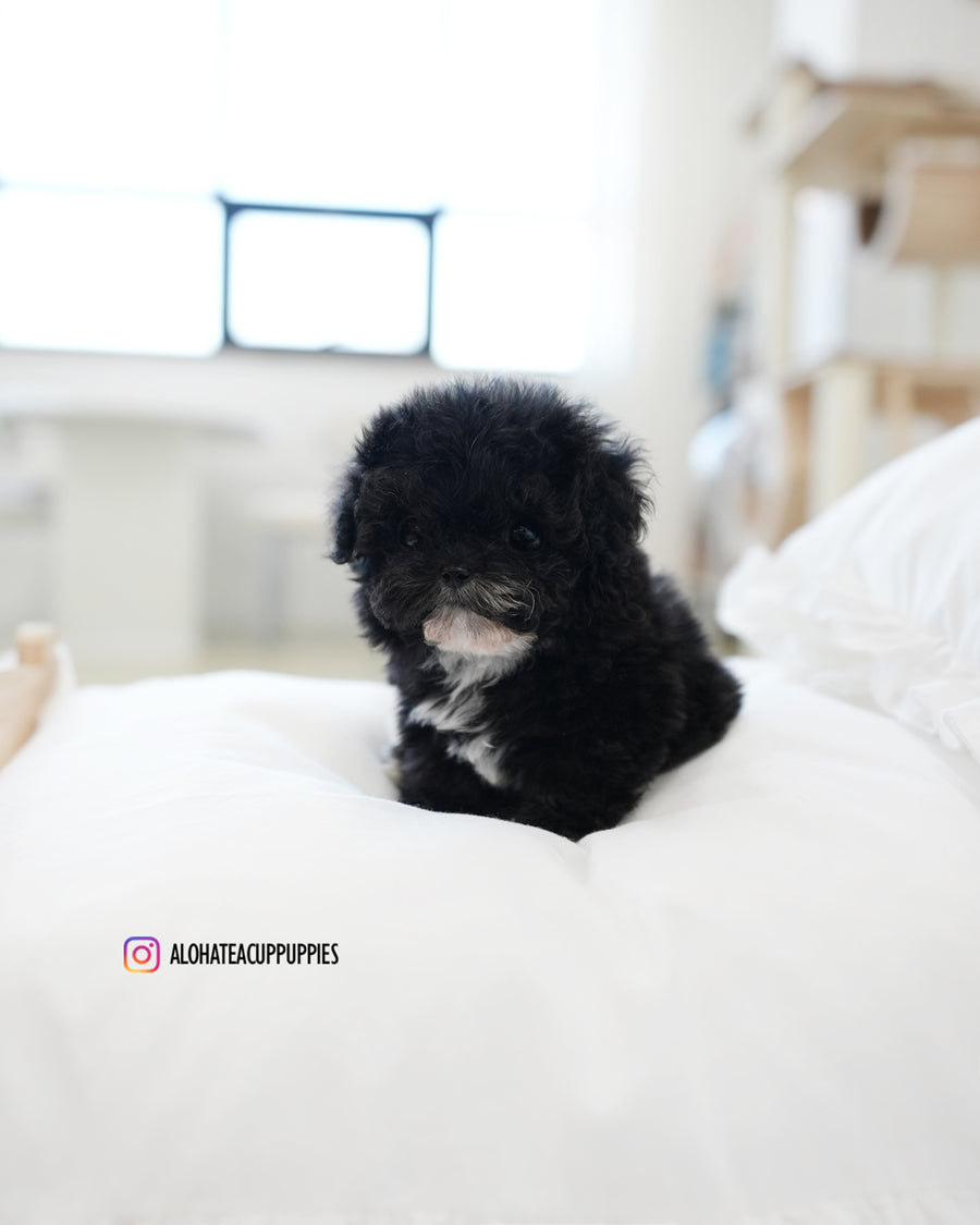 Oreo [TEACUP POODLE]