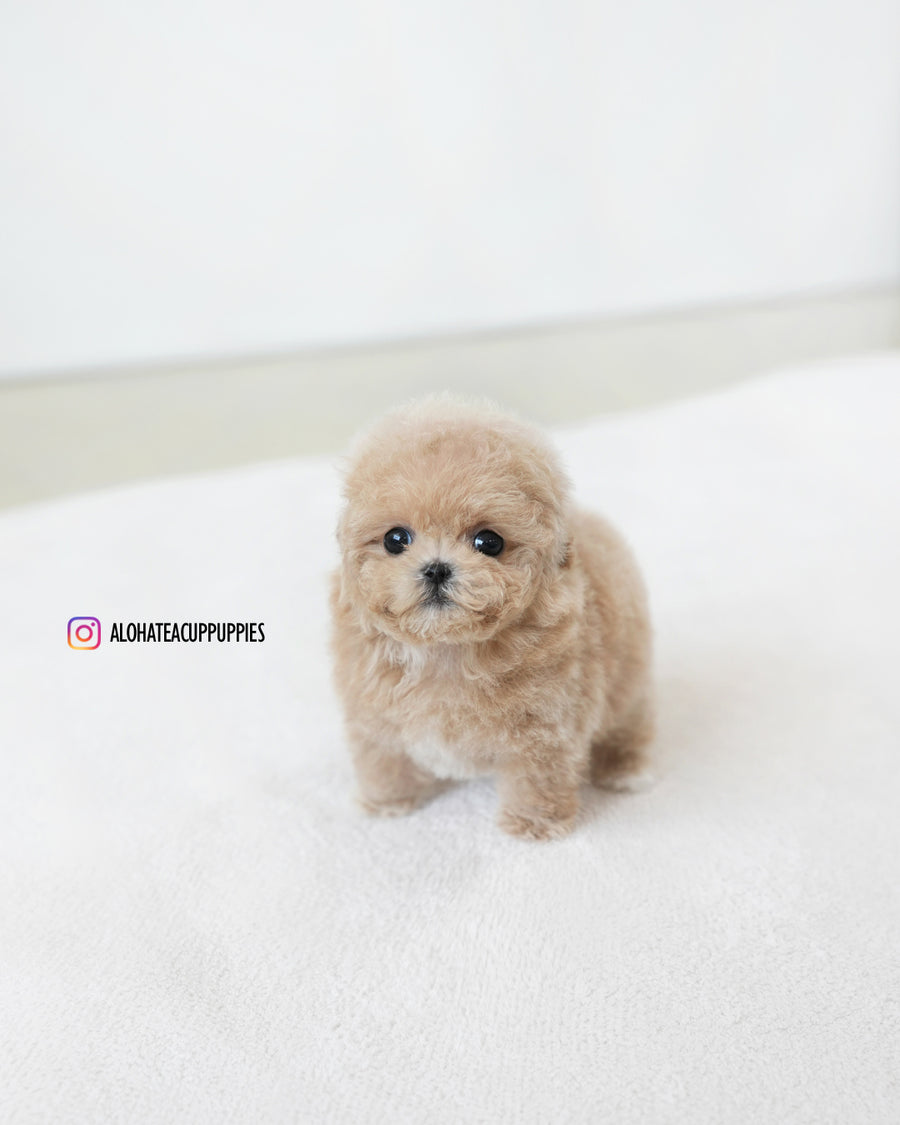 Ashley [TEACUP MALTIPOO]