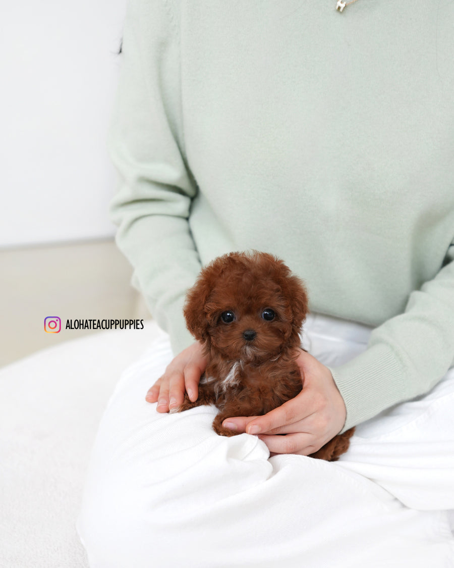 Evelyn [TEACUP POODLE]