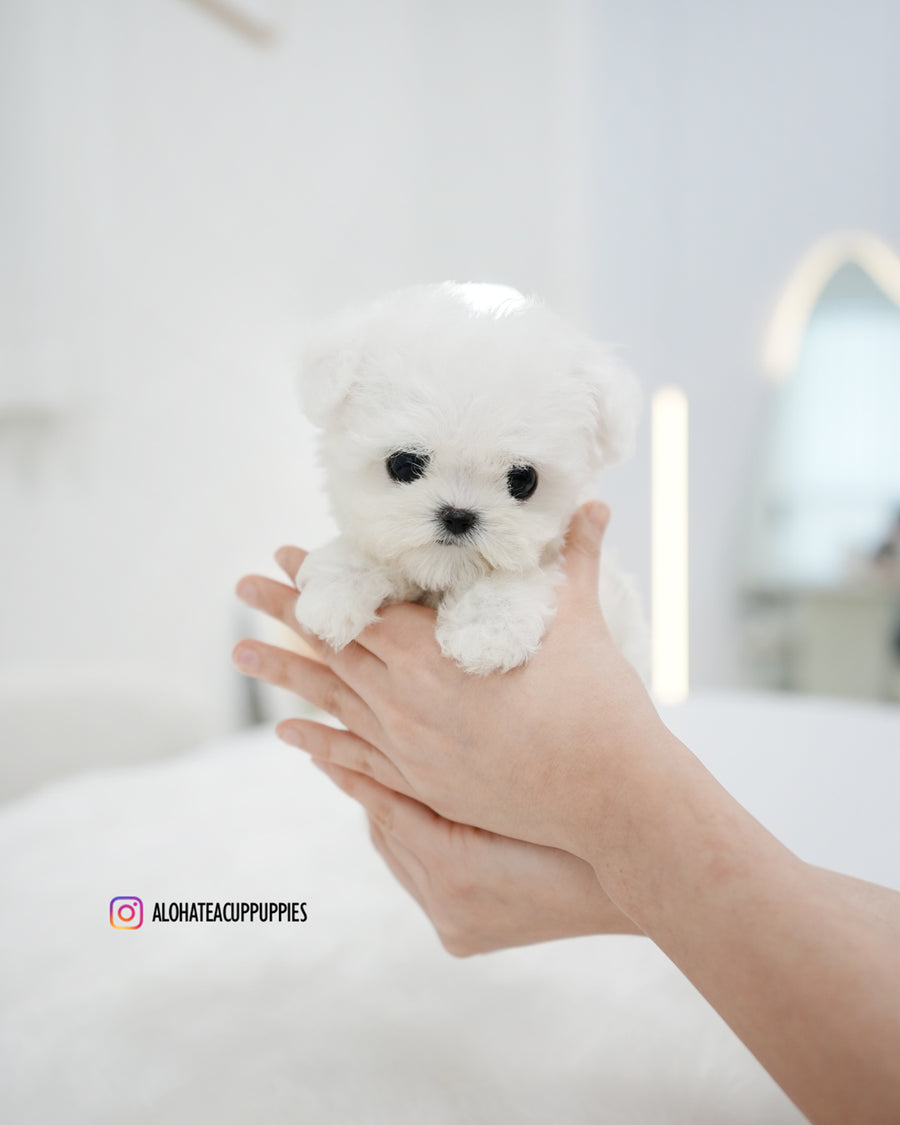 Bonnie [TEACUP BICHON]